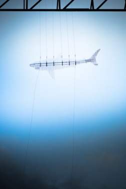 F5003 Aiki Linette Dyring Shark